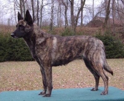 dutch_shepherd_dog_01.jpg